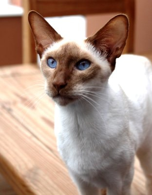 Cinnamon Point Siamese Cat