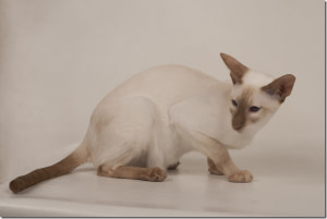 Cinnamon Point Siamese Cat