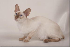 Cinnamon Point Siamese