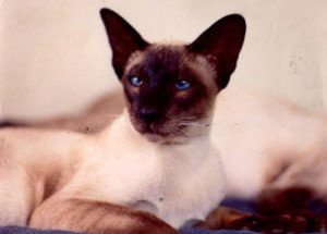 Gr Ch Frenchelle Coeur Delion