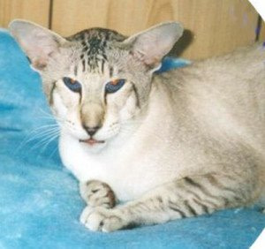 Gr Ch Longview Maverick