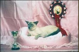 Gr Ch Roysterer Lord Catmando