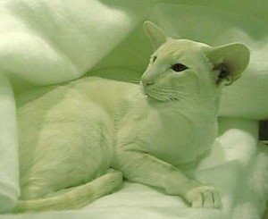 Gr Ch Sarnau Johpasquali