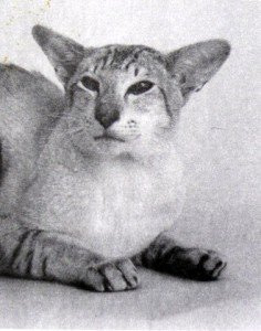 Gr Ch Shermese Startiger