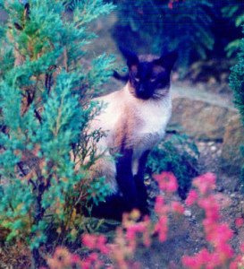 Gr Ch Shermese Stringalong