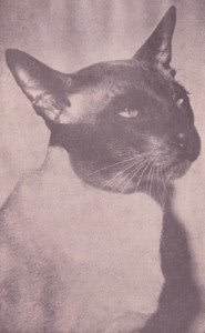 Gr Ch Sislinki Topsun