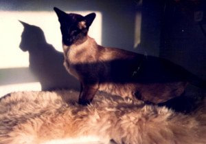 Gr Ch Subairn Excalibur