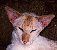 Gr Pr Firousi Faux Pas