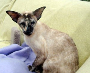 Imp Gr Ch Drestothril Silk Drawers