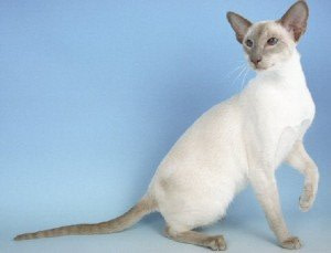 Imp Gr Ch Abicasa Thegypsybaron