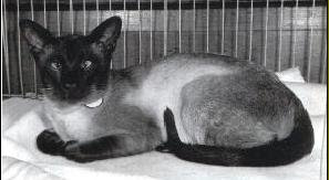 Past Siamese Cats
