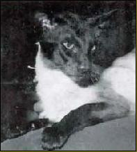 SIamese Cat Origins