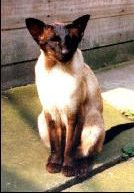 Siamese Cat History