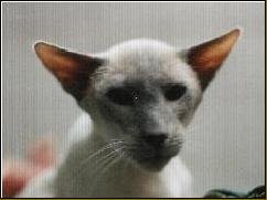 Origins of Siamese Cats