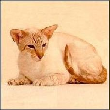 Siamese from the past