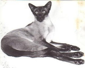 Ch Tzu Lucifers Angel