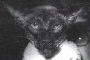 UK Gr Ch & UK Gr Pr Saturn Starlight Express