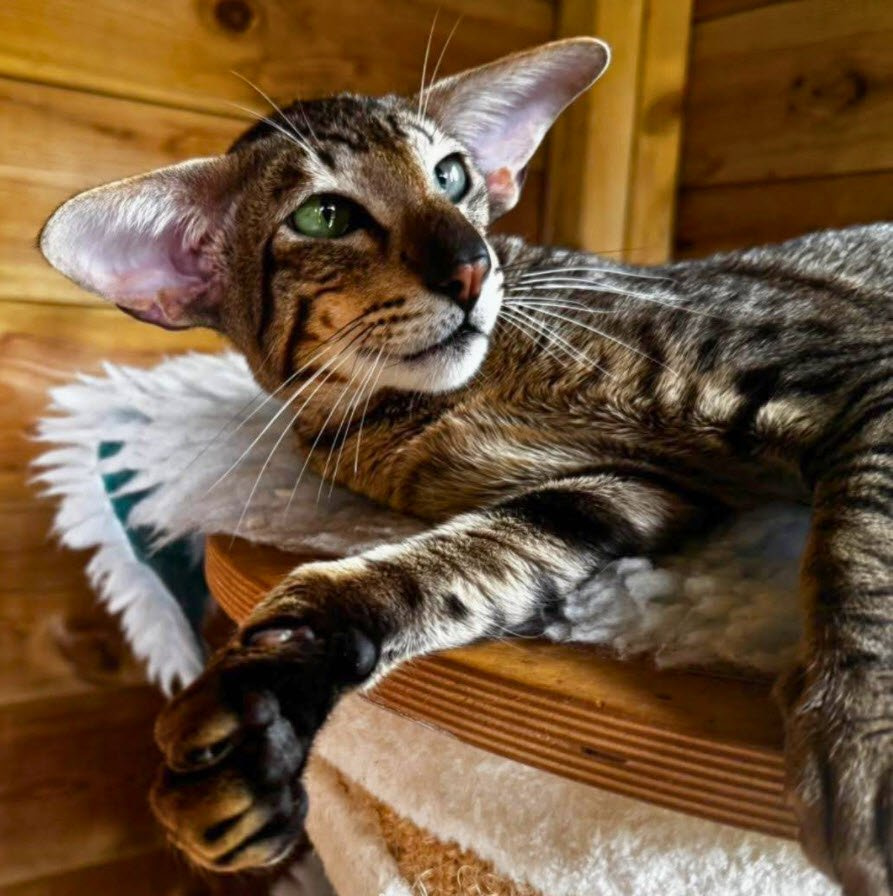 Oriental Brown Spotted Tabby Oriental