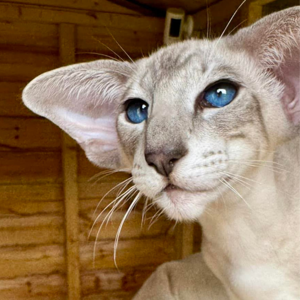 Seal Point Siamese Stud Cat