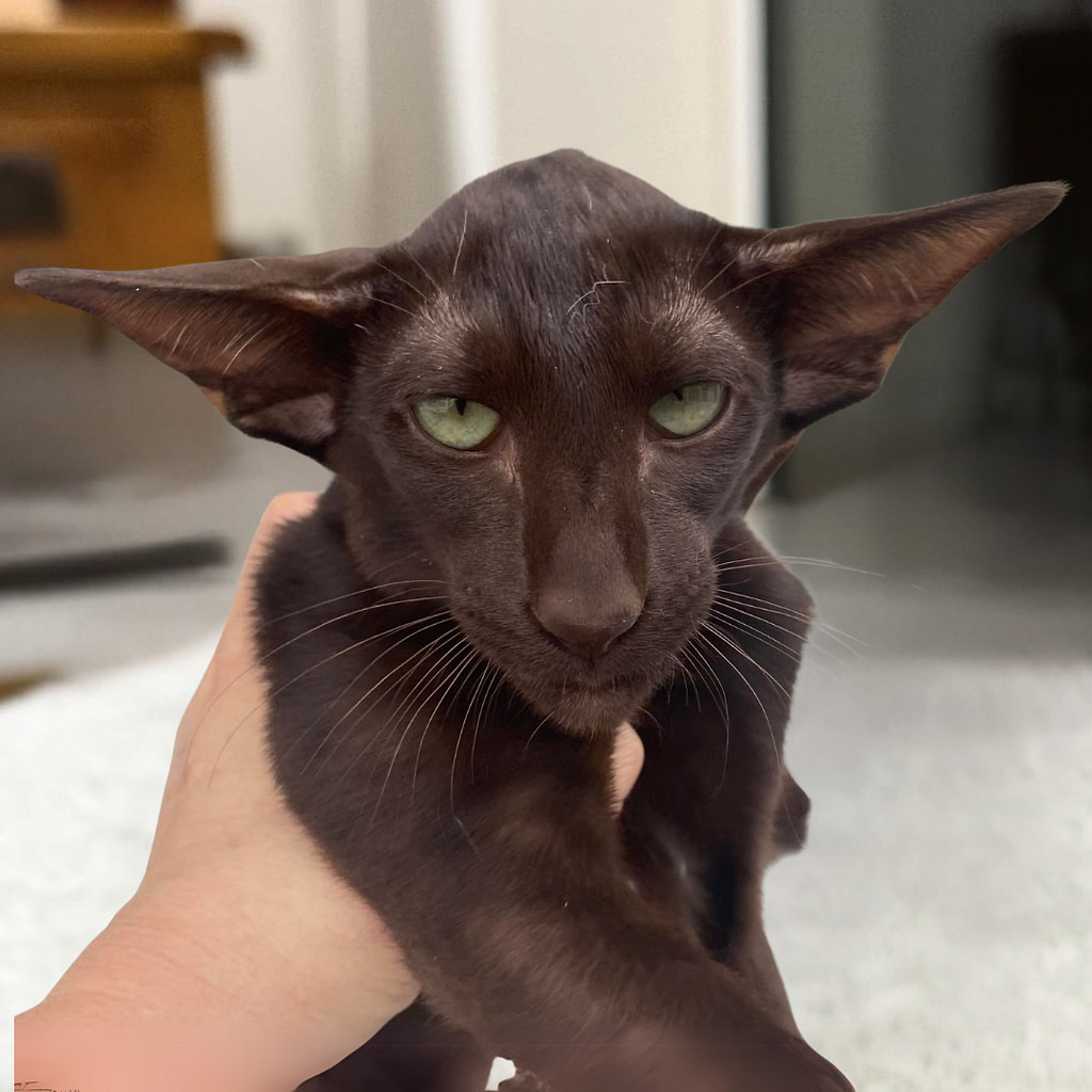 Oriental chocolate kitten Oriental chocolate cat