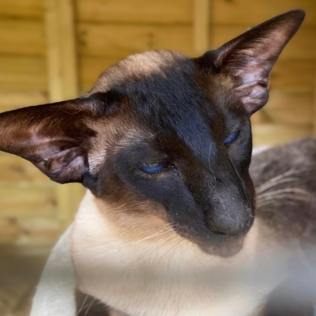 Siamese seal points stud