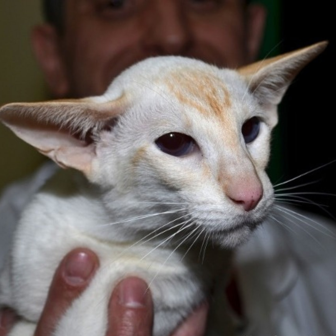 Red Point Siamese Cat