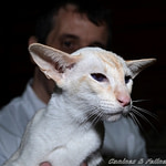 Gr Ch Burnthwaites Scarlet-Fever