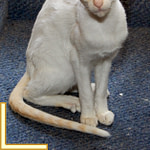 Red Point Siamese Cat