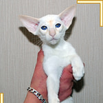 Red Point Siamese Cat