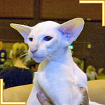 Red Point Siamese Cat