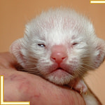 One Week Old Siamese Kitten