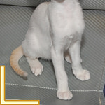 Ten Week Old Red Point Siamese Kitten