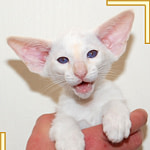 Eleven Week Old Red Point Siamese Kitten