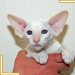 Twelve Week Old Red Point Siamese Kitten