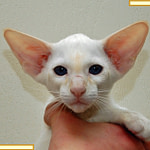 Thirteen Week Old Red Point Siamese Kitten