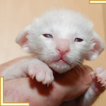 Two Week Old Red Point Siamese Kitten