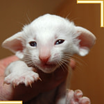 Three Week Old Red Point Siamese Kitten