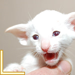 Four Week Old Red Point Siamese Kitten