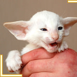 Five Week Old Red Point Siamese Kitten