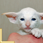 Six Week Old Red Point Siamese Kitten