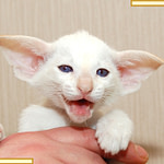 Seven Week Old Red Point Siamese Kitten