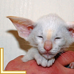 Eight Week Old Red Point Siamese Kitten