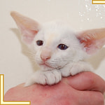 Nine Week Old Red Point Siamese Kitten