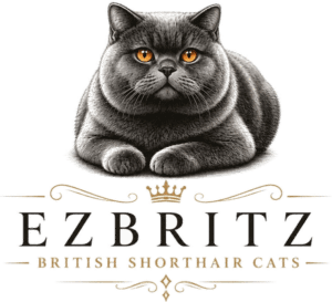 EzBritz British Shorthairs, Fareham, Hampshire