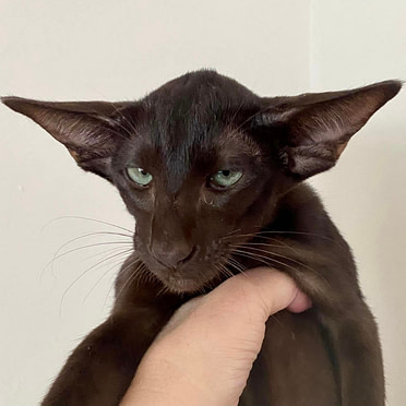 Oriental cats for sale hotsell