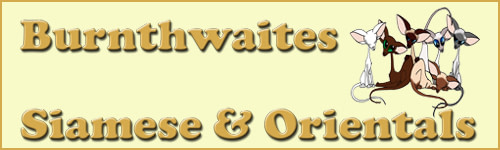 Burnthwaites Siamese and Orientals