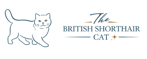 The British Shorthair Cat, breed guides and breeder directory