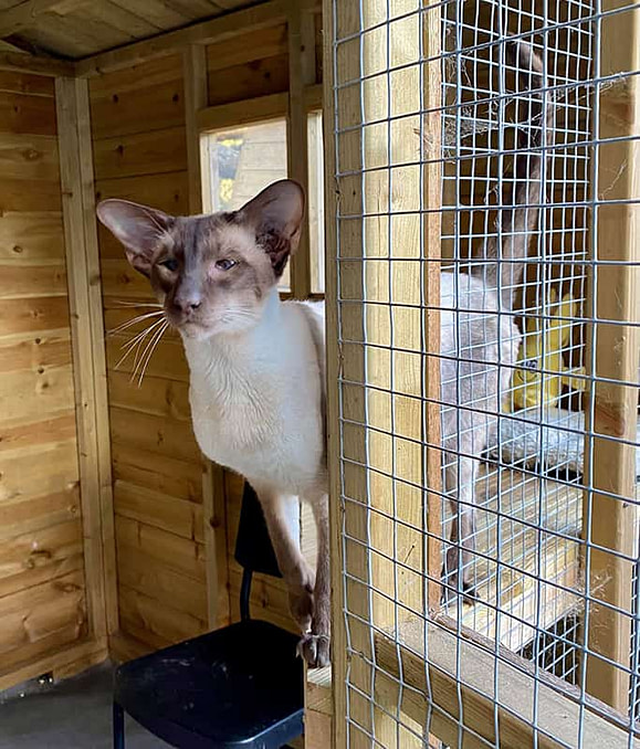 chocolate point siamese stud cat (4)