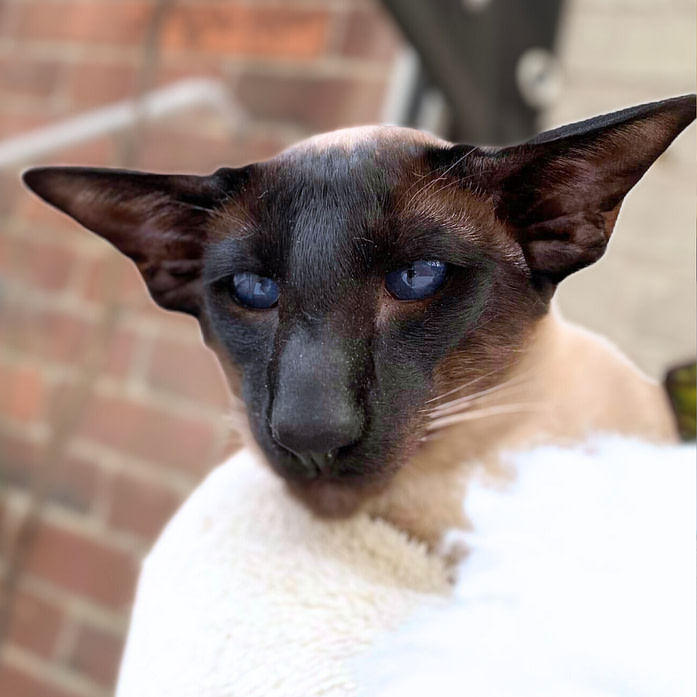 Seal Point Siamese Stud Cat