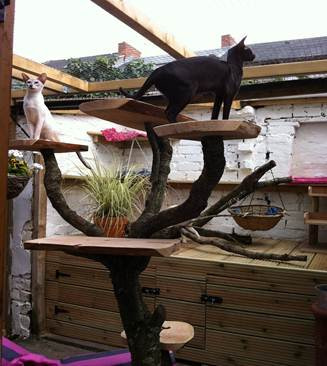 Building a Cat Run - Latest Mews